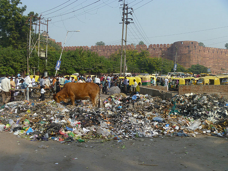 Cow feeding on rubbish tip in front of Agra Fort