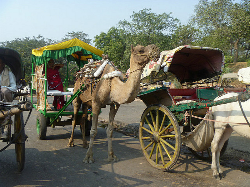 Gypsy Carts
