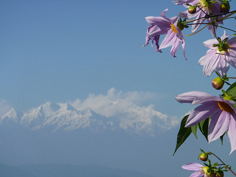 Alpine flowers and mountain view