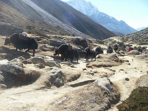 Yak&#39;s on the trail