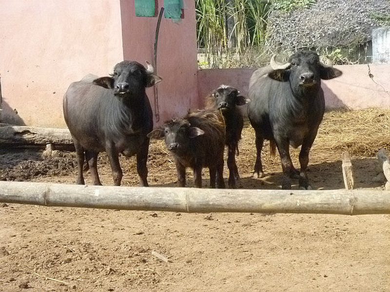 The family buffalo