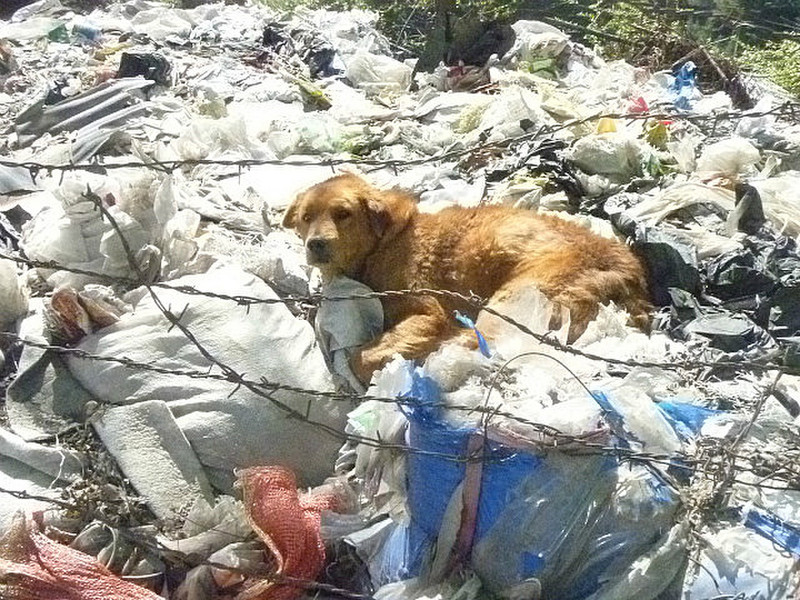 Dog lying in pile of rubbish