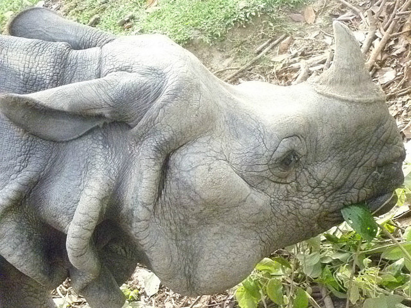 Tame rhino