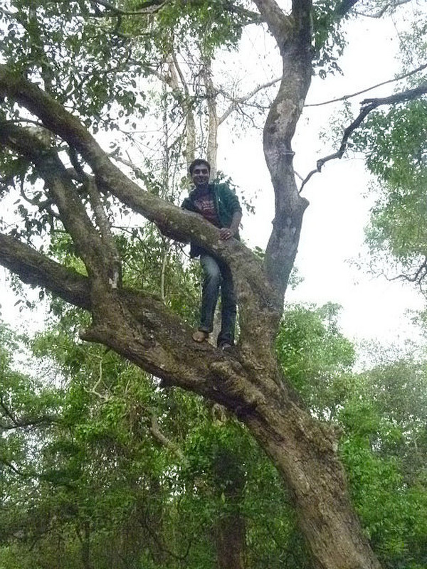 Should I be worried when my guide runs up a tree?