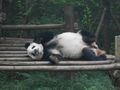Panda snoozing