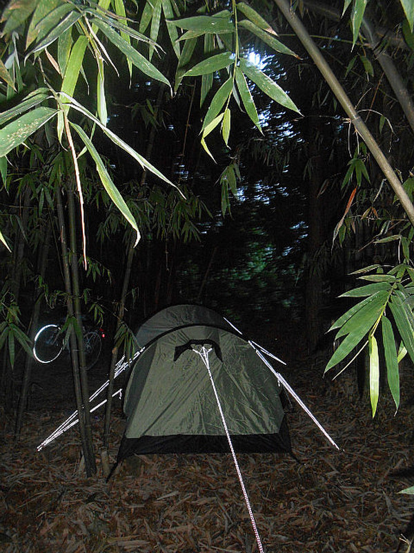 Wild camping among the bamboo