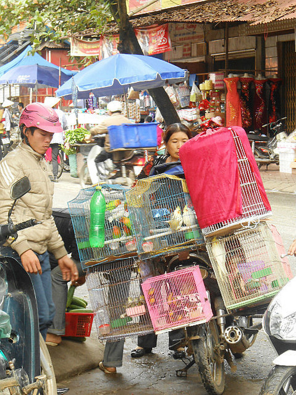 Birds and cages for sale in market