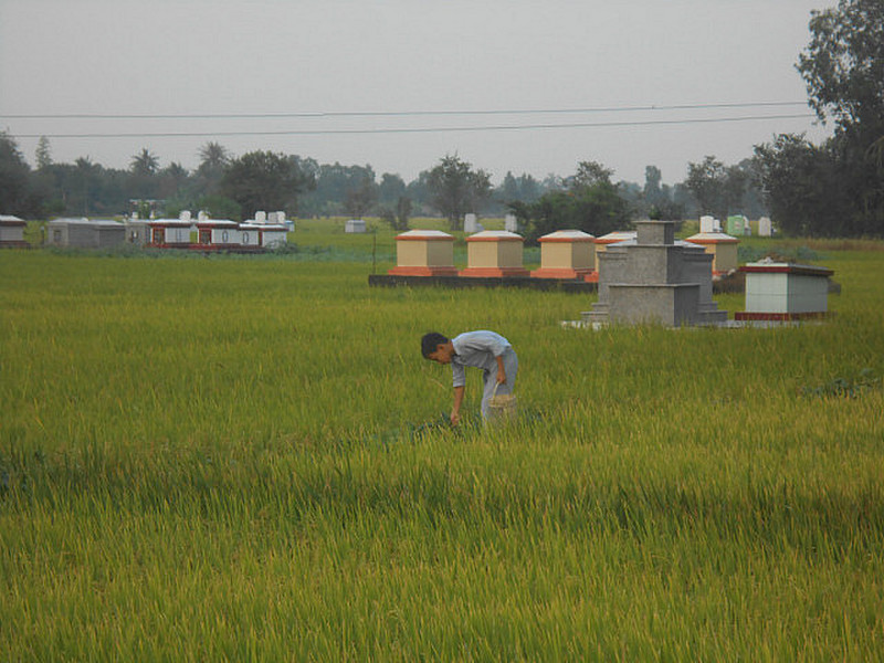 Working in the rice paddies