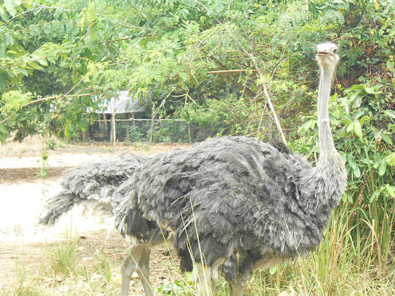 Emu at the main gate