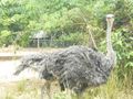 Emu at the main gate