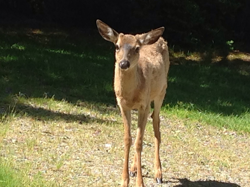 backyard deer, damned racoon left before photo