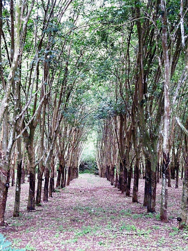 Rubber plantations