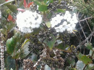 Flowers only found on Mt.Kinabalu