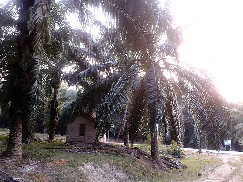 Plantation camp spot