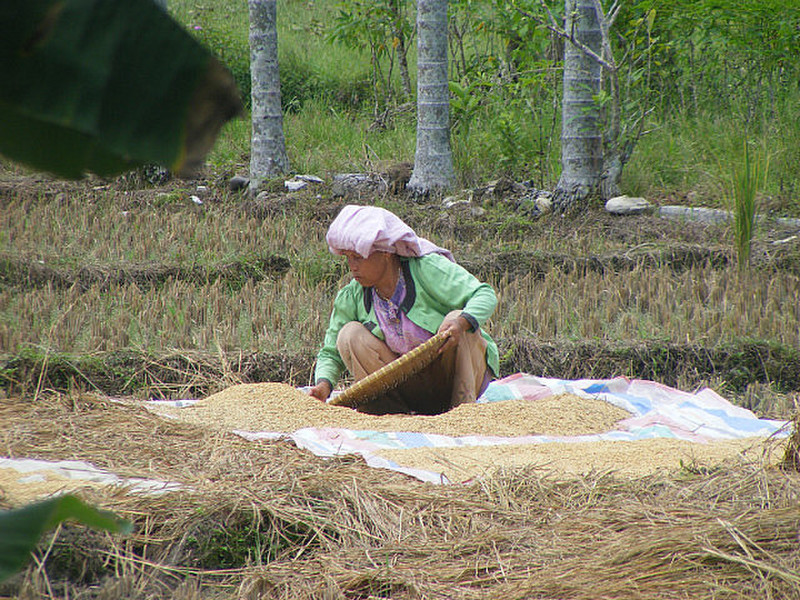 Lady working in the fields