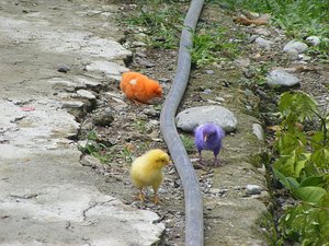 Colorful chicks