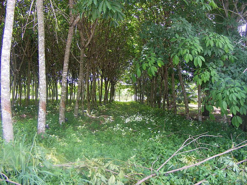 Rubber plantations