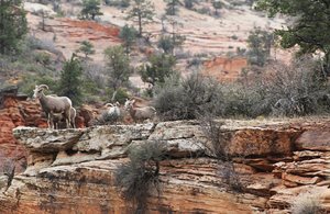 Awesome wildlife sighting East Zion National Park