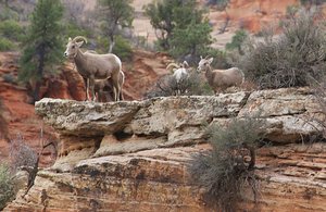 Awesome wildlife sighting East Zion National Park