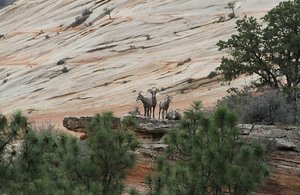  Awesome wildlife sighting East Zion National Park