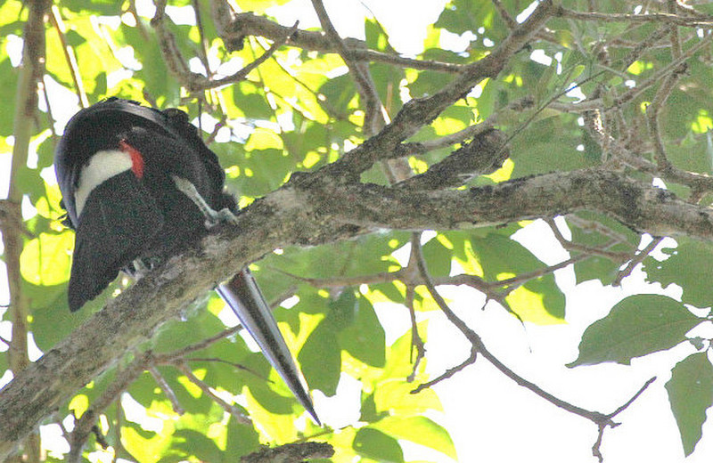 Day Hike in a private reserve Manuel Antonio