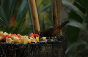 Captain Mark Corn&#39;s Cabinas Tropicales