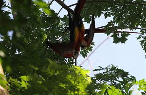 Magical Jungle and Manglar at Parrot Bay Village 