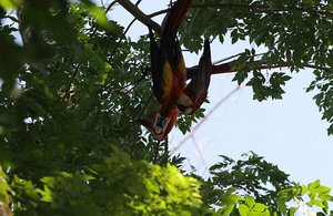Magical Jungle and Manglar at Parrot Bay Village 