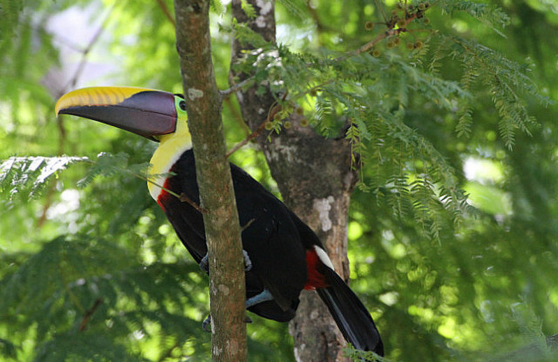 The Very Colorful Birds of the Osa Peninsula | Photo