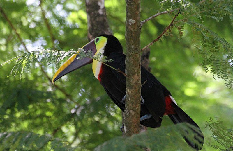The Very Colorful Birds of the Osa Peninsula