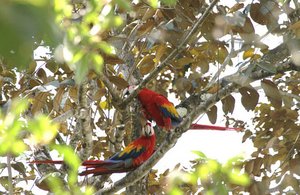 The Very Colorful Birds of the Osa Peninsula