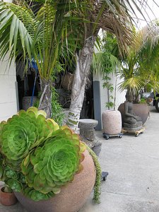 beautiful sidewalk plants in Berkeley