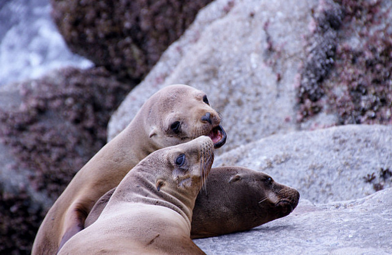 Sea Lions at Coast Guard Pier, Monterey