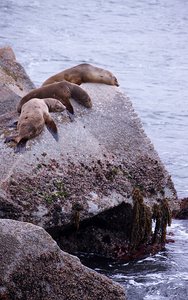 Sea Lions at Coast Guard Pier, Monterey