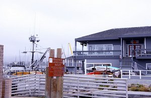 Sea Lions at Coast Guard Pier, Monterey