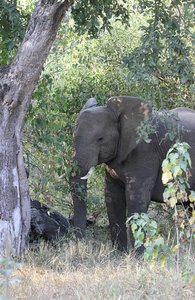 Big Elephants around Letaba