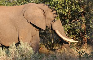 Big Elephants around Letaba
