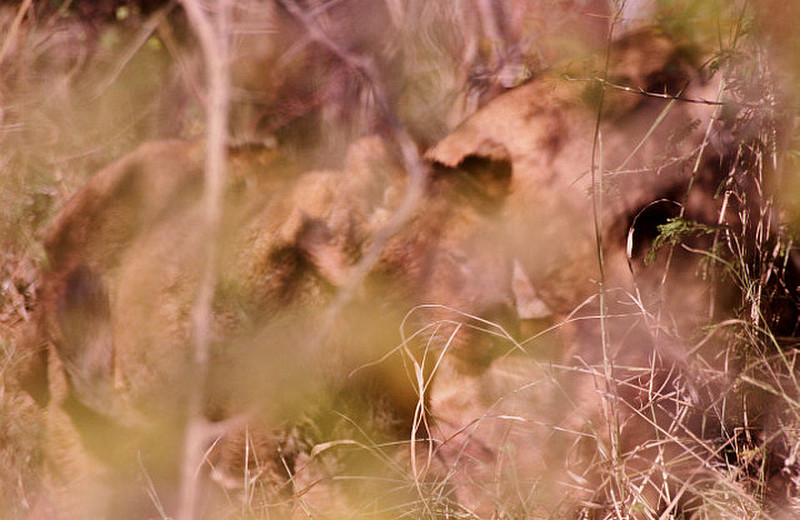 Lion cubs at carcass in thick bush