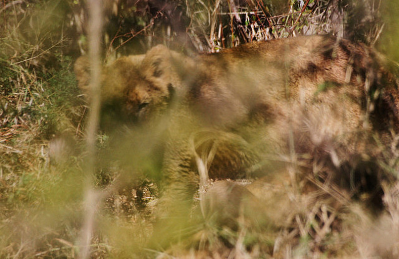 Lion cubs at carcass in thick bush