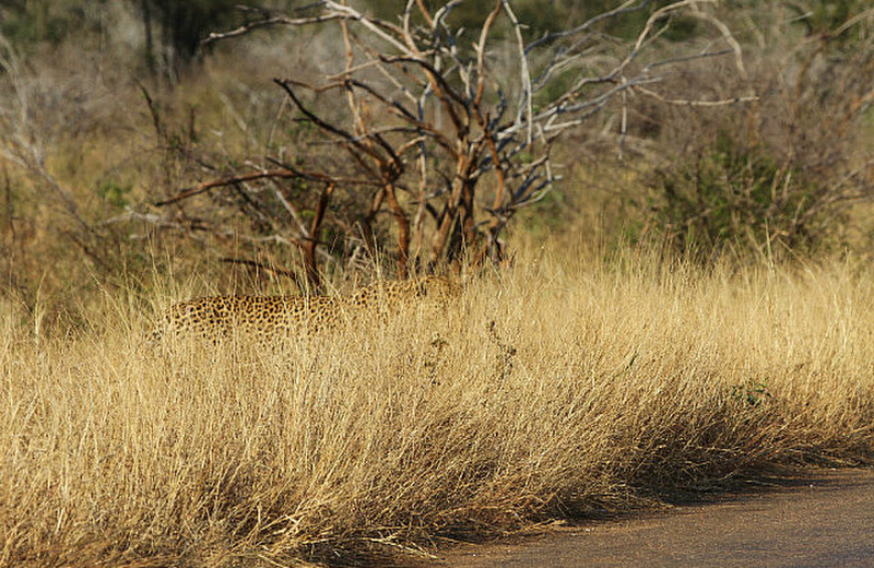 Mad eyed Leopard 