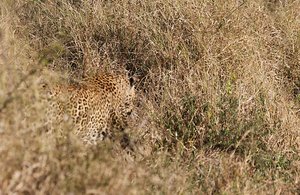 Mad-eyed Leopard 