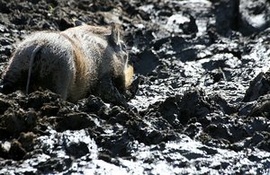 Warthogs at their Spa