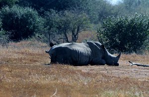 Sleeping White Rhinos