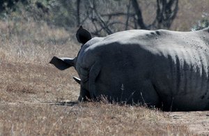Sleeping White Rhinos