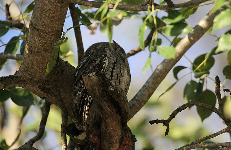 Scops owl, day sleeper