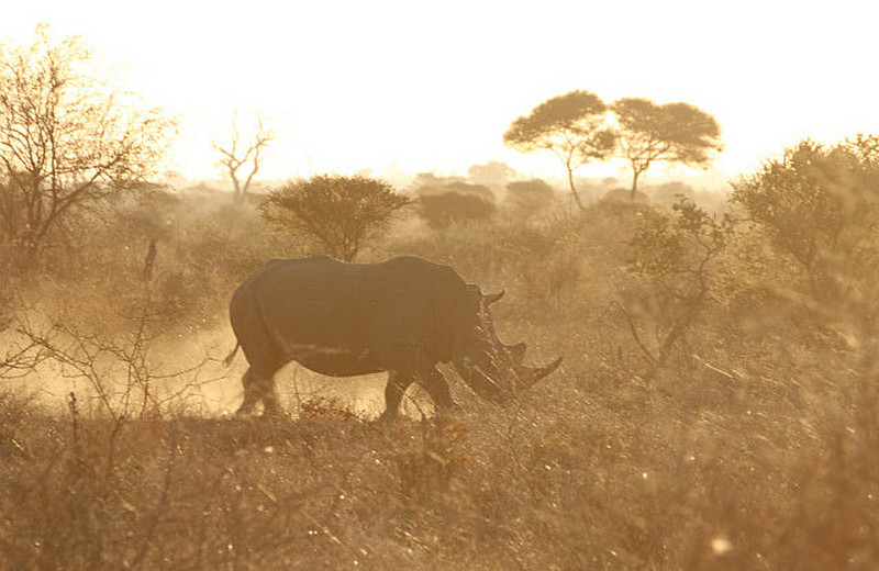 Rhino at sunset