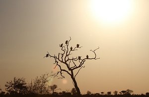Vultures at Sunset