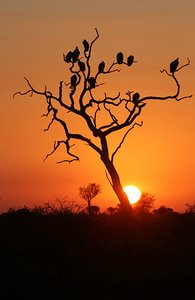 Vultures at sundown