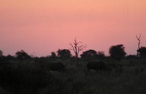 Rhino grazing with zebra at sunset!