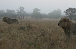 Lions stalk buffalo in the fog at dawn